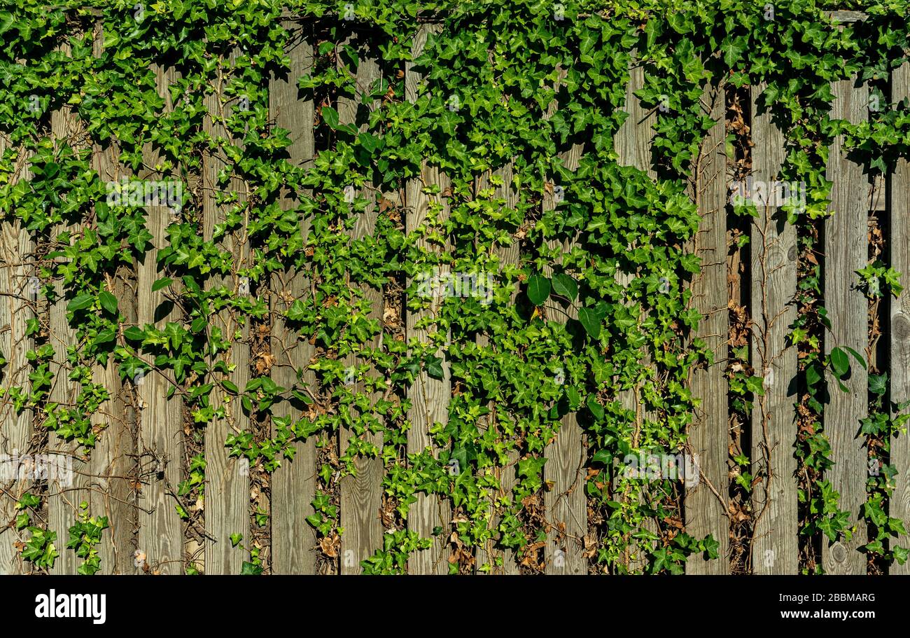 wooden fence covered with green ivy. green ivy on the fence Stock Photo ...