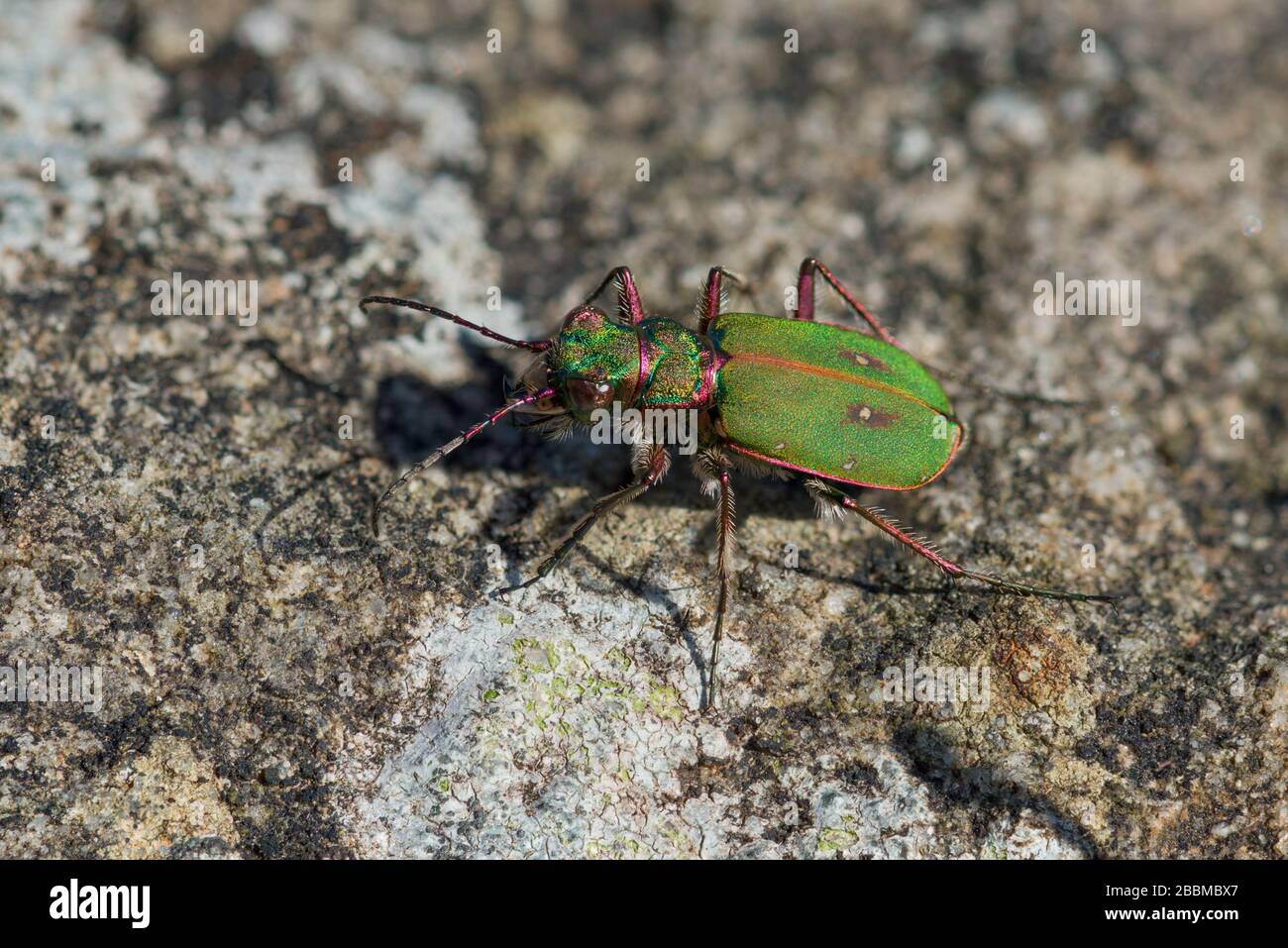 Green Tiger Beetle (Cicindela campestris), Peak District National Park, England Stock Photo