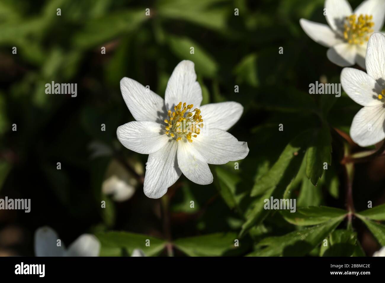 Anemone nemorosa is an early-spring flowering plant in the genus Anemone in the family Ranunculaceae Stock Photo