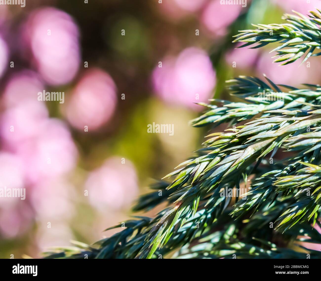Blue evergreen conifer branches of Juniperus squamata Blue Carpet on a blurred background of pink flowers in the garden Stock Photo