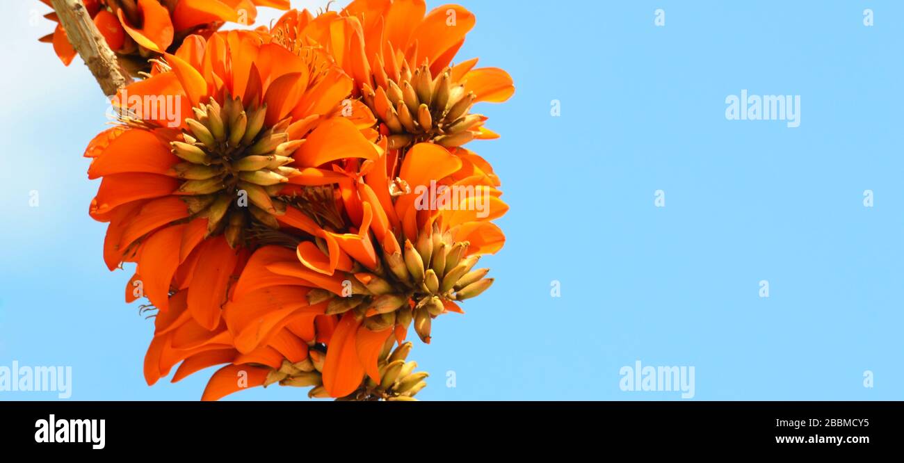 Erythrina caffra. Erythrina's flower cluster caffra Stock Photo