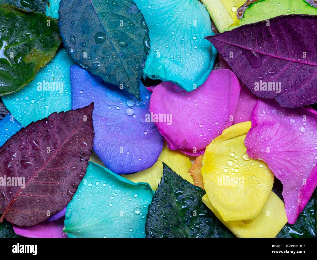 Top view angle of rainbow rose's petals and leaves Stock Photo Alamy