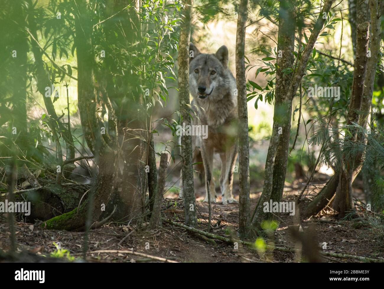 Garden route wolf sanctuary hires stock photography and images Alamy