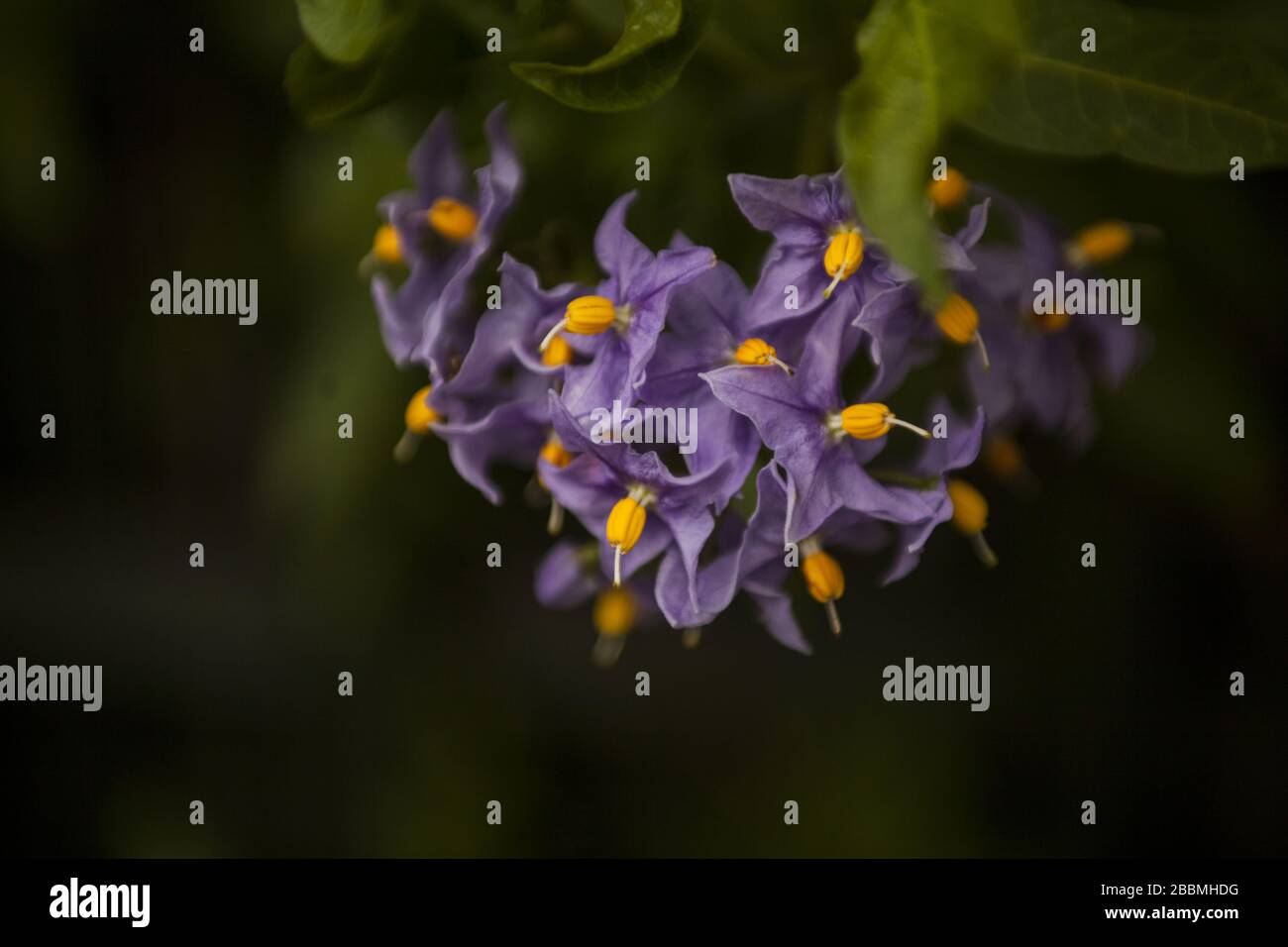Cluster of small flowers hi-res stock photography and images - Alamy