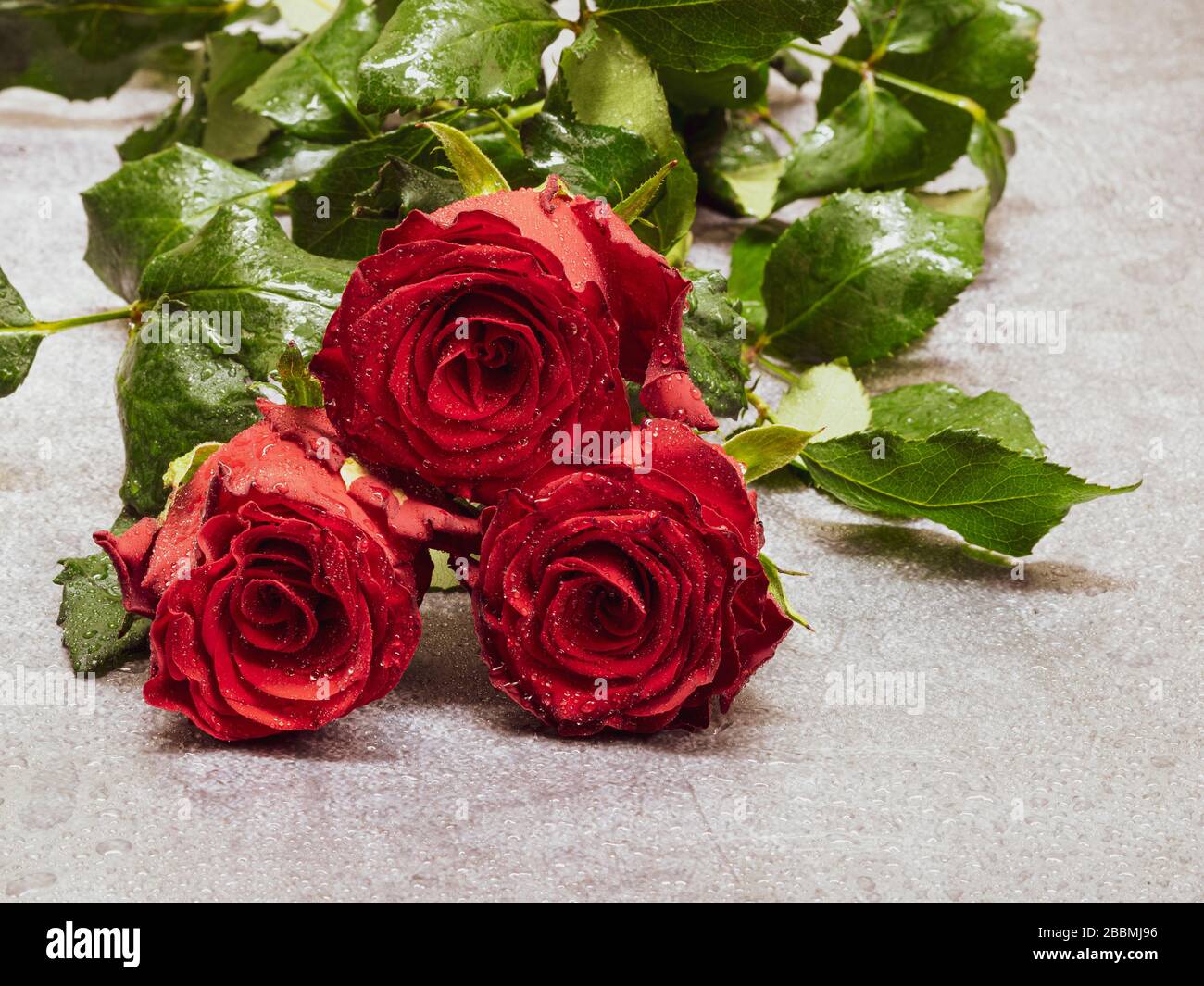 Close-up shot of trhee red roses Stock Photo