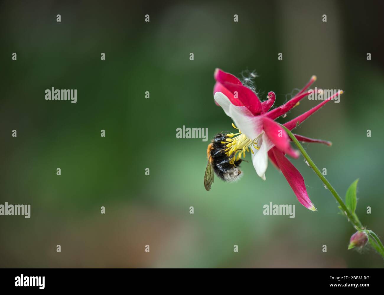 UK Wildlife, bumble bee on a pink aquilegia Columbine flower. Towcester, Northamptonshire, England Stock Photo