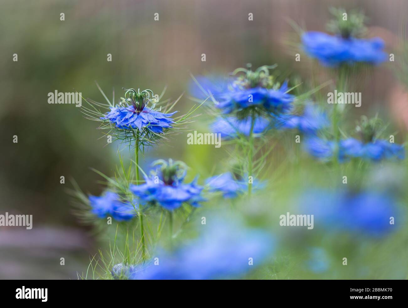 English country garden plants. Blue Nigella, love in a mist flowers. Towcester, Northamptonshire, UK Stock Photo