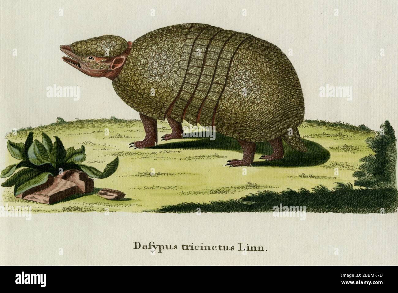 Brazilian three-banded armadillo.  Engraving created in 1700s for renowned work on mammals by German naturalist, Johann Christian Daniel von Schreber, the multi-volume 'Die Saugthiere in Abbildungen nach der Natur mit Beschreibungen' ('The Mammals in Accordance with Illustrations of Nature with Descriptions'), published from 1775 to 1792. Collectively, the mammals featured by Schreber in this work have come to be known as 'Schreber's Fantastic Beasts'.  The engraving was later coloured by hand. Stock Photo