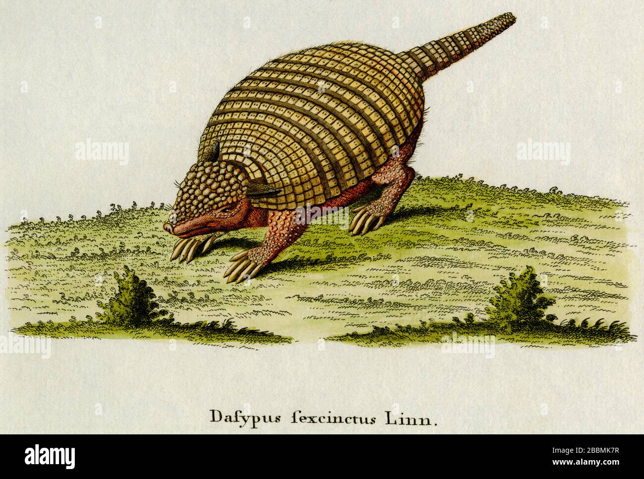 Six-banded or yellow armadillo.  Engraving created in 1700s for renowned work on mammals by German naturalist, Johann Christian Daniel von Schreber, the multi-volume 'Die Saugthiere in Abbildungen nach der Natur mit Beschreibungen' ('The Mammals in Accordance with Illustrations of Nature with Descriptions'), published from 1775 to 1792. Collectively, the mammals featured by Schreber in this work have come to be known as 'Schreber's Fantastic Beasts'.  The engraving was later coloured by hand. Stock Photo