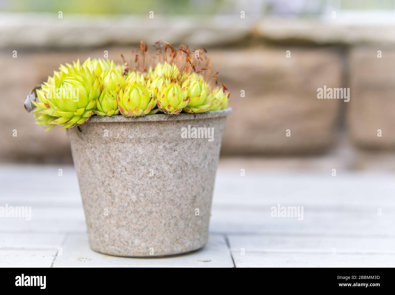 English Country Garden, metal pot with succulents in Towcester, UK Stock Photo
