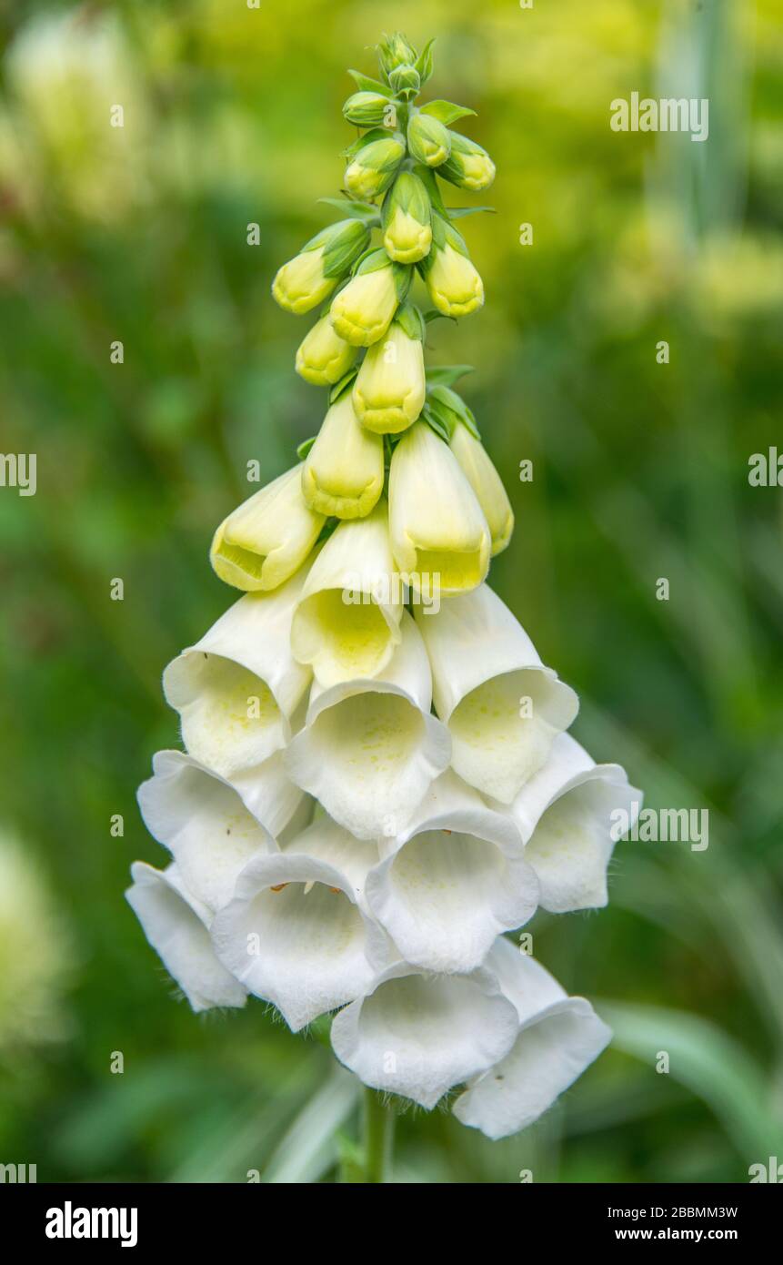 English country garden plants. White digitalis, foxglove close up. Towcester, Northamptonshire, UK Stock Photo
