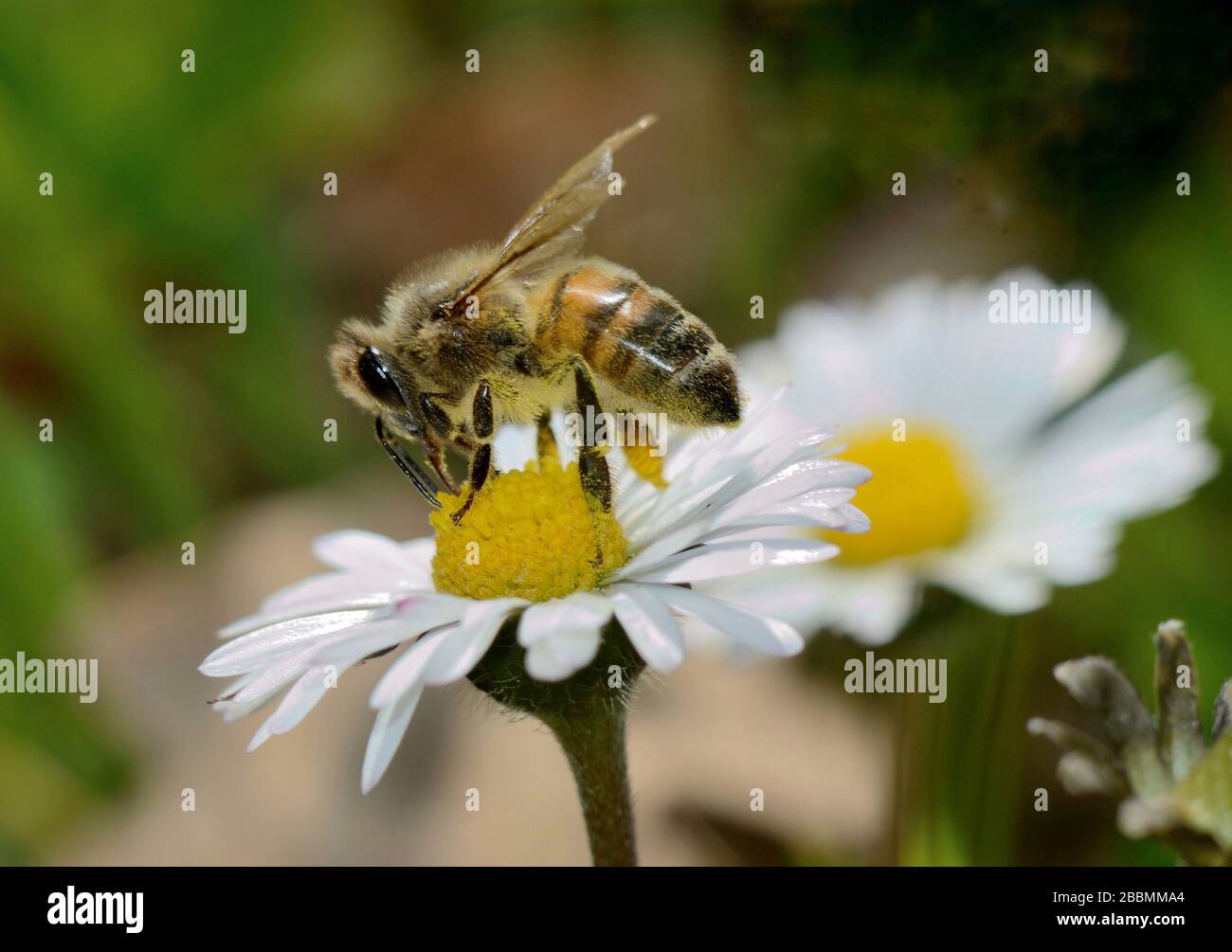 close-up of honey bee collecting nectar on daisy flower Stock Photo