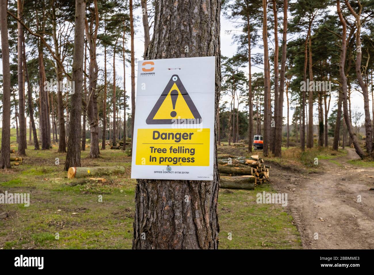 Yellow warning sign with the message: 'Tree felling in progress', in pine tree woodland with cut logs and branches in Surrey, south-east England Stock Photo