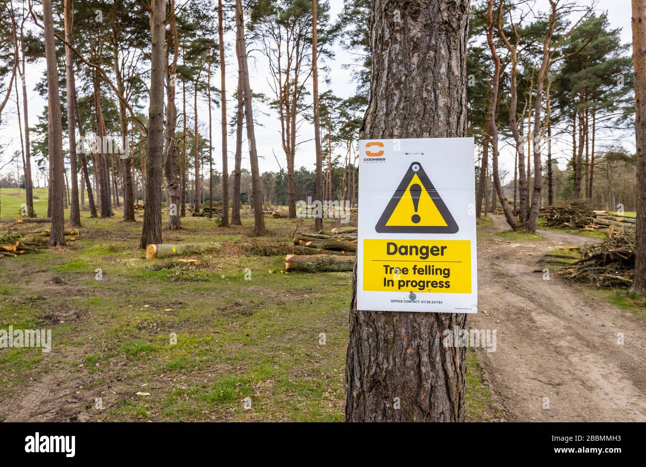 Yellow warning sign with the message: 'Tree felling in progress', in pine tree woodland with cut logs and branches in Surrey, south-east England Stock Photo