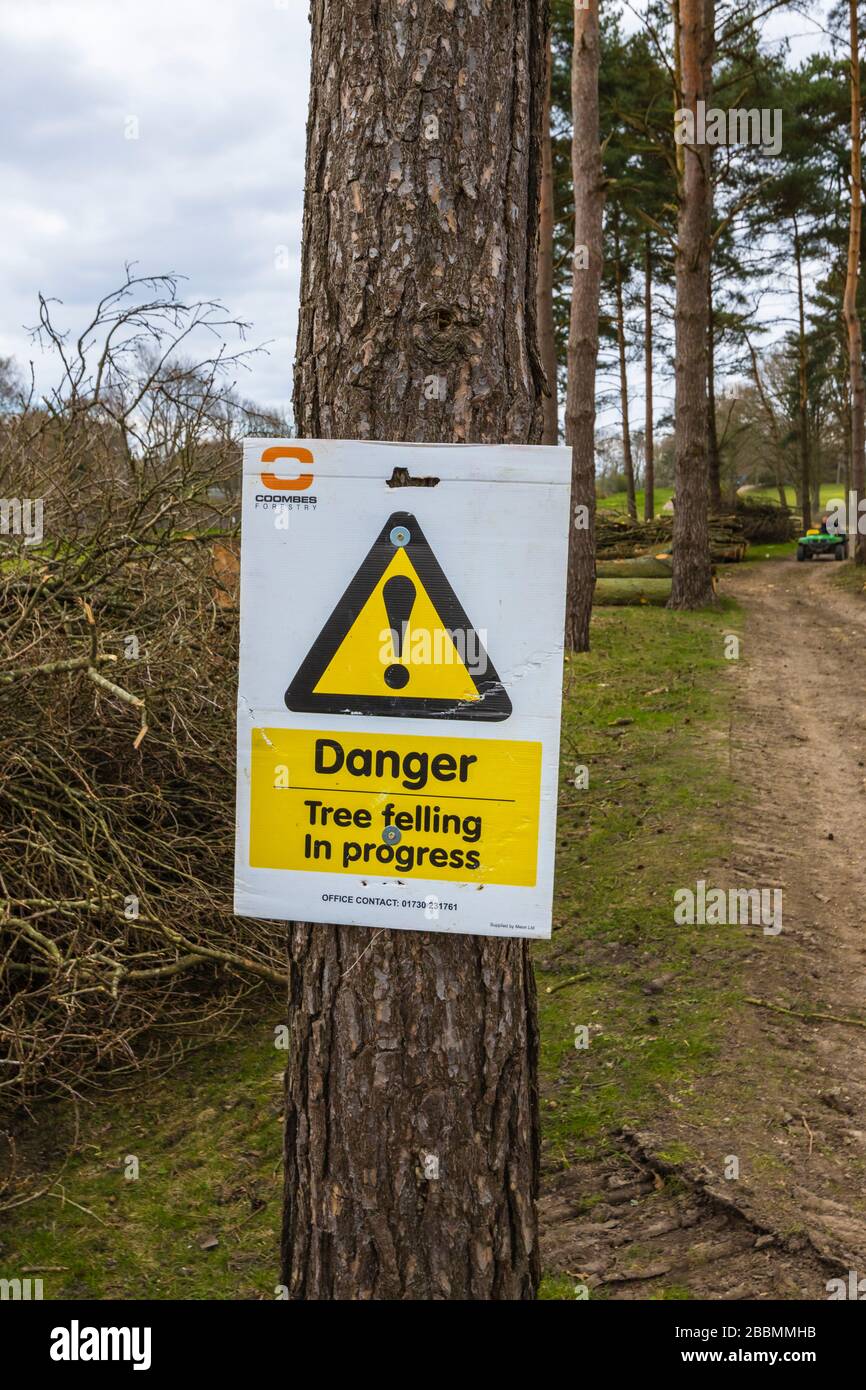 Yellow warning sign with the message: 'Tree felling in progress', in pine tree woodland in Surrey, south-east England Stock Photo