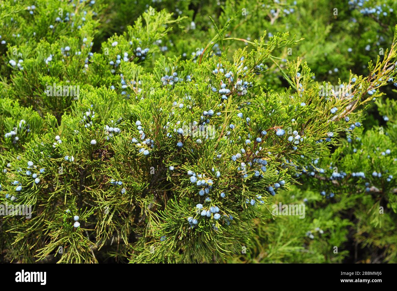 Blue juniper berries. Green juniper with juniper berry. Juniperus excelsa or Greek Juniper Blue berries are used as spices and in medicine. Stock Photo