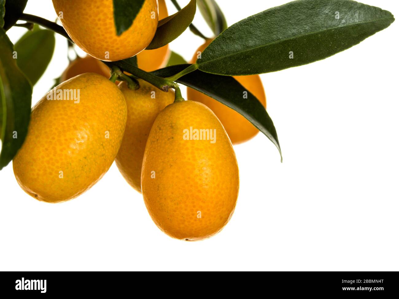 Ripe Kumquats hanging on the tree closeup isolated. Citrus japonica