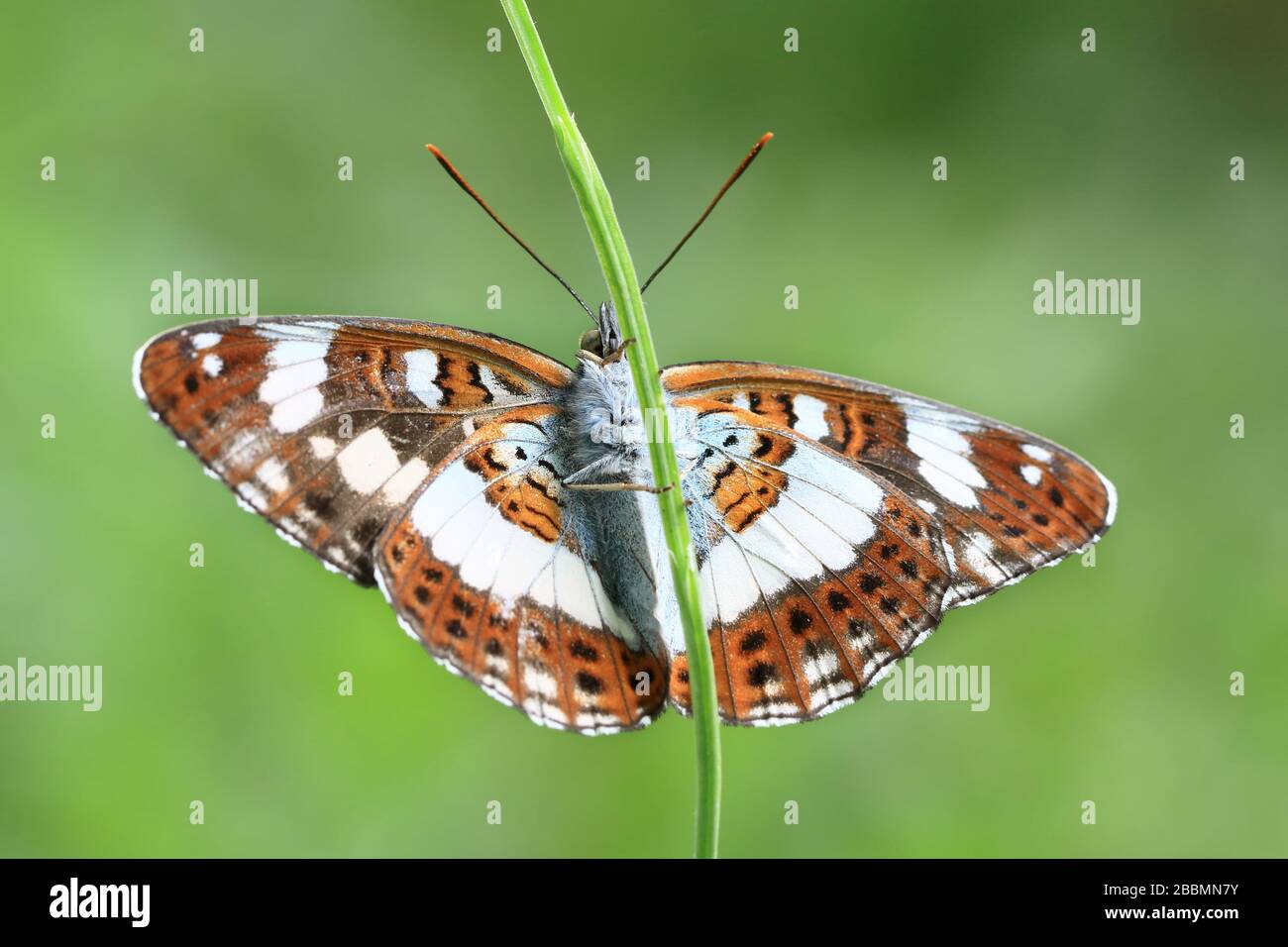 Closeup of a white admiral (Limenitis camilla) butterfly, showing its orange and white underwings Stock Photo