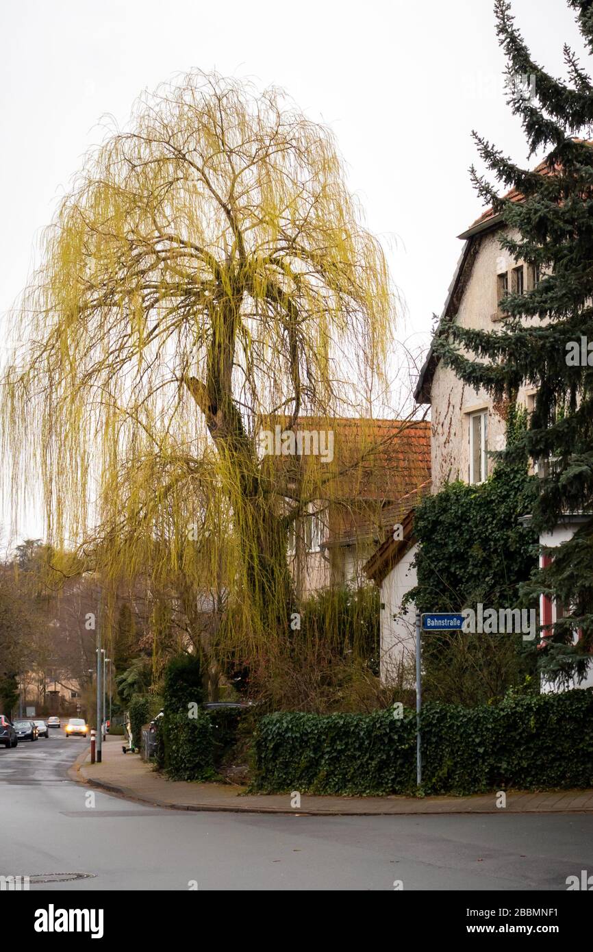 Golden weeping willow tree in a yard in Mainz, Germany on a rainy winter day. Stock Photo