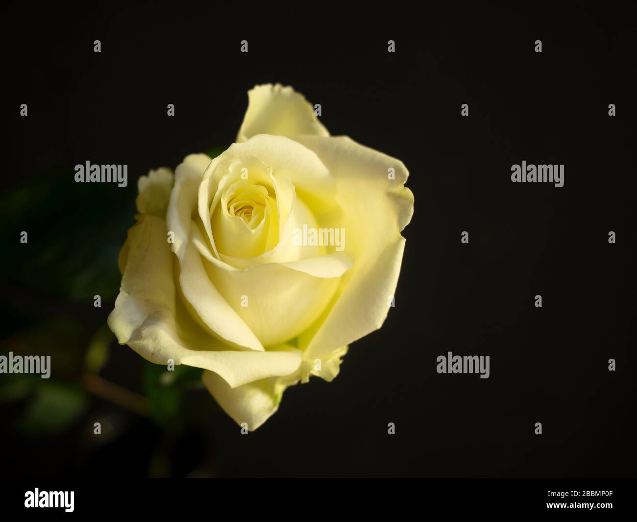 Close up white rose hi-res stock photography and images - Alamy