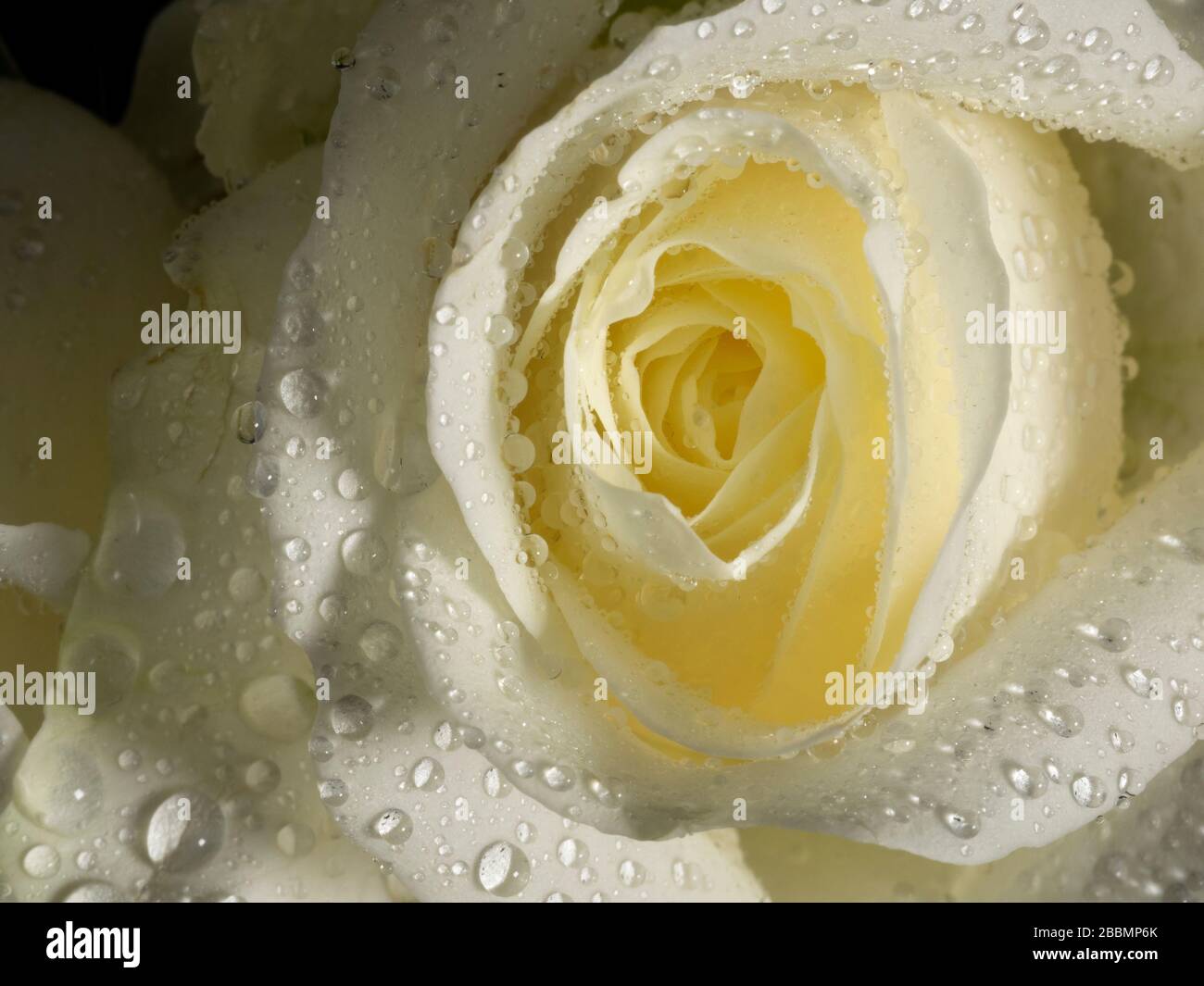 Macro of white rose with drops of water. Daylight Stock Photo - Alamy