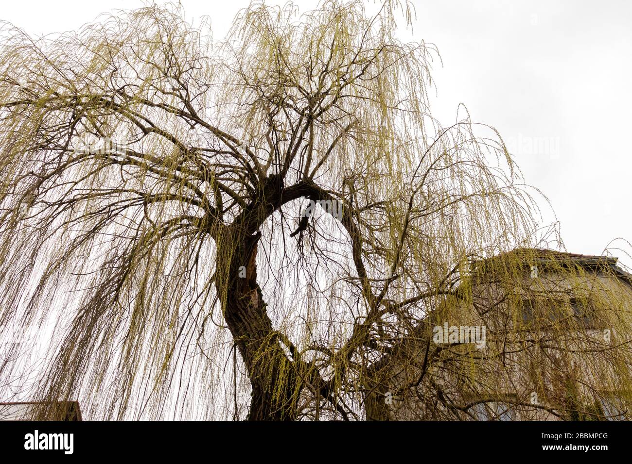 Golden weeping willow in late winter cascading down in Mainz, Germany. Stock Photo