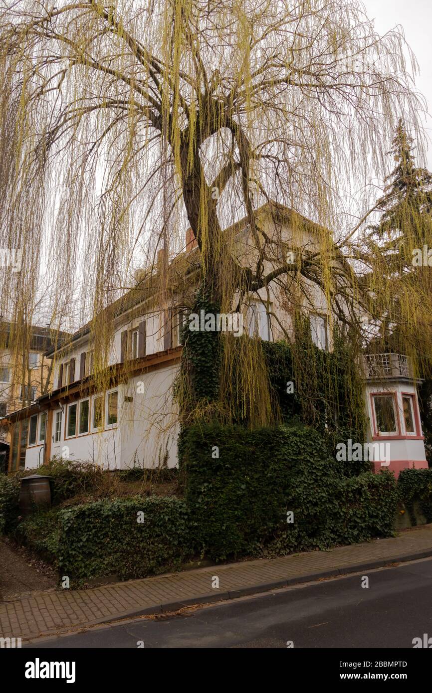 Golden weeping willown in front of a house in Mainz, Germany. Stock Photo