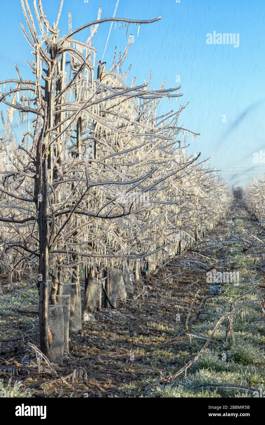 Protection of buds hires stock photography and images Alamy