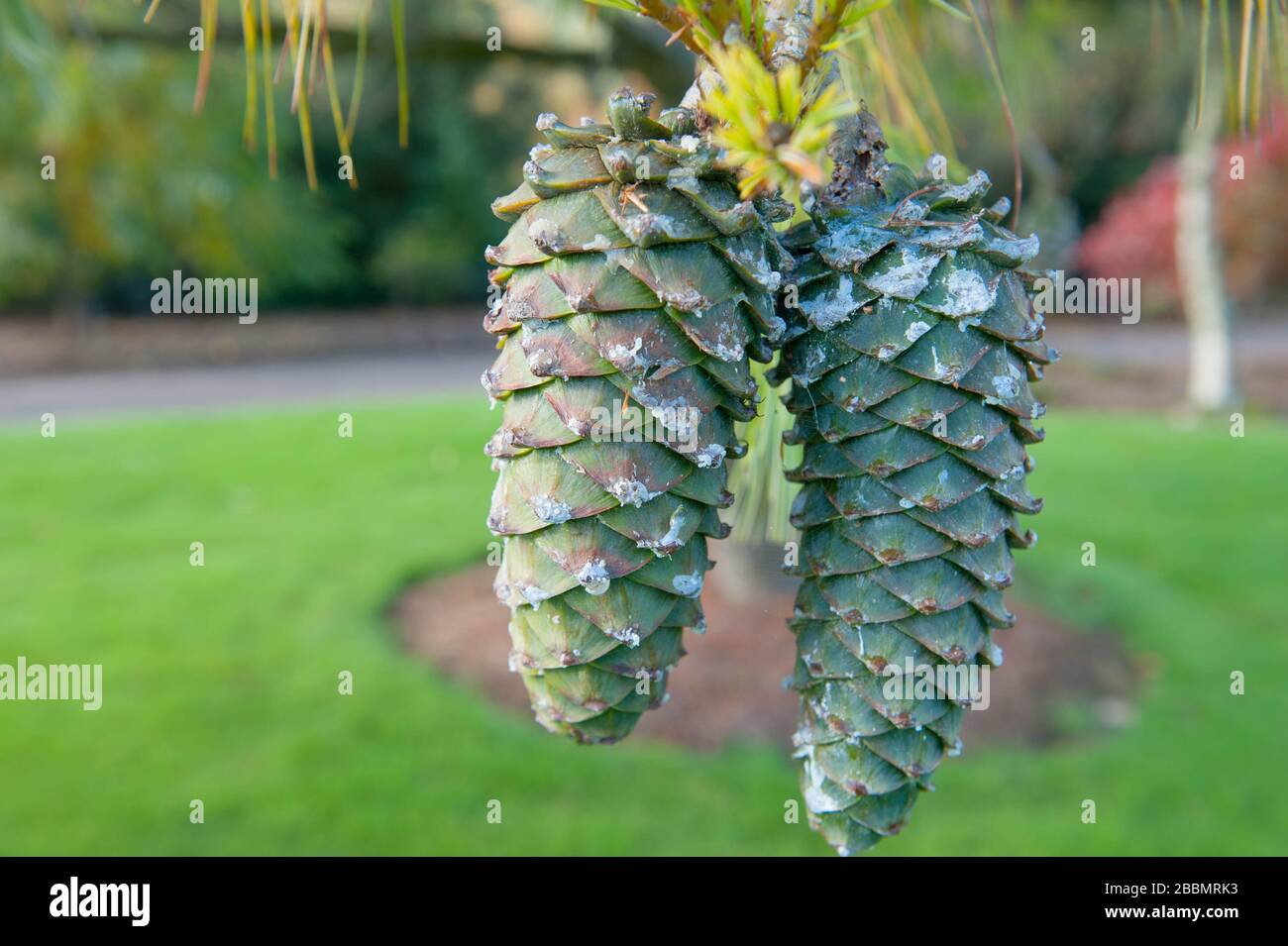 Close Up of a Cone of the Pine or Pinus (Pinaceae) Tree in the Arboretum, at Rosemoor, Devon, England, UK Stock Photo