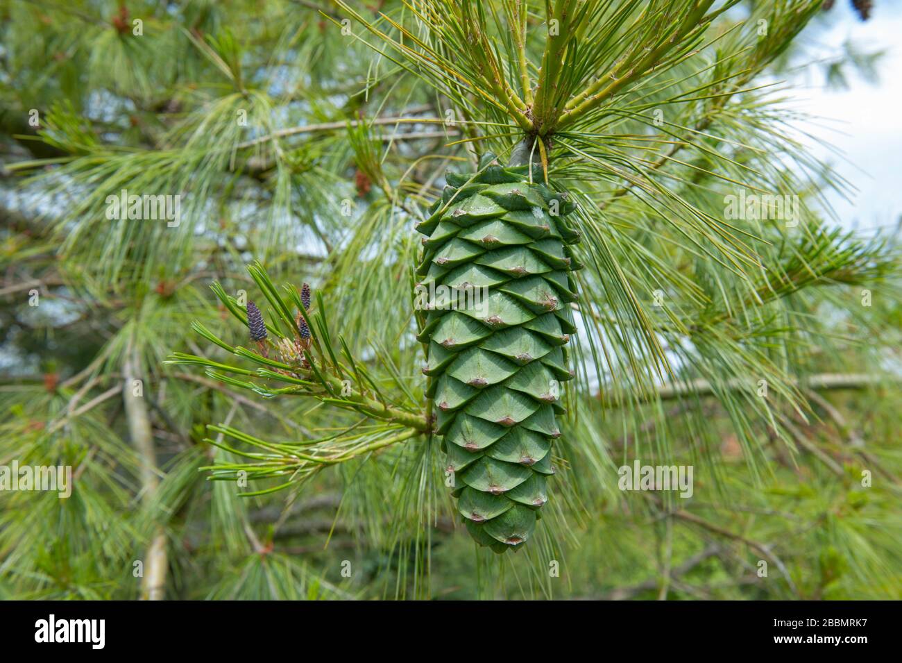 Close Up of a Cone of the Pine or Pinus (Pinaceae) Tree in the Arboretum, at Rosemoor, Devon, England, UK Stock Photo
