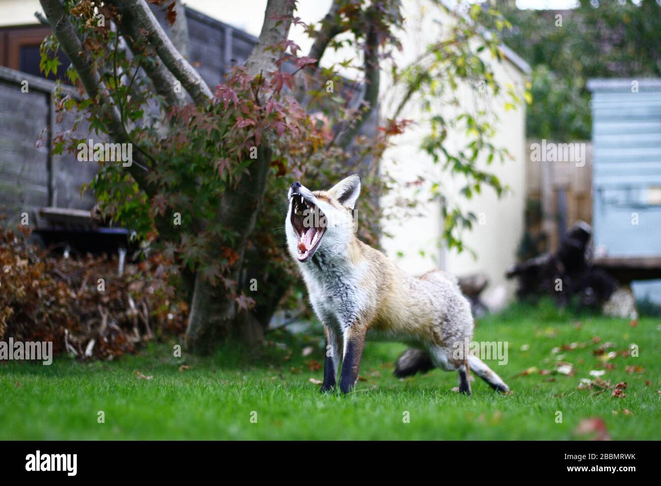 RED FOX IN A LONDON GARDEN WITH MOUTH WIDE OPEN EXPOSING TEETH. URBAN FOX. URBAN FOXES. LARGE MOUTH OF THE RED FOX. FOXES IN TOWNS AND CITIES. WINTER COAT. SUMMER COAT. FOX FUR. ANIMAL FUR. FURS. MAMMALS. WILD ANIMALS. WILDLIFE IN THE UNITED KINGDOM. WILDLIFE OF GREAT BRITAIN. WILDLIFE OF THE BRITISH ISLES. EUROPEAN FOX. FOX HUNTING. RURAL RELATIONSHIP WITH THE FOX. URBAN RELATIONSHIP WITH FOXES. FEAR OF THE FOX ENTERING HOUSES. FOX ATTACK. STORIES OF FOXES ATTACKING HUMANS. Fox news and wildlife news. Russell Moore portfolio  page. Stock Photo