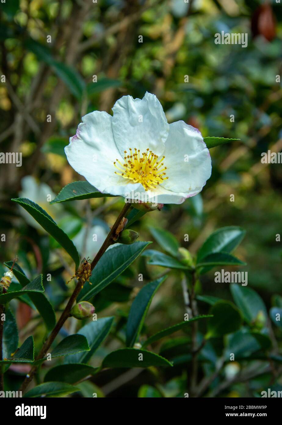 mountain Camellia flower. evergreen plant of the family Theaceae