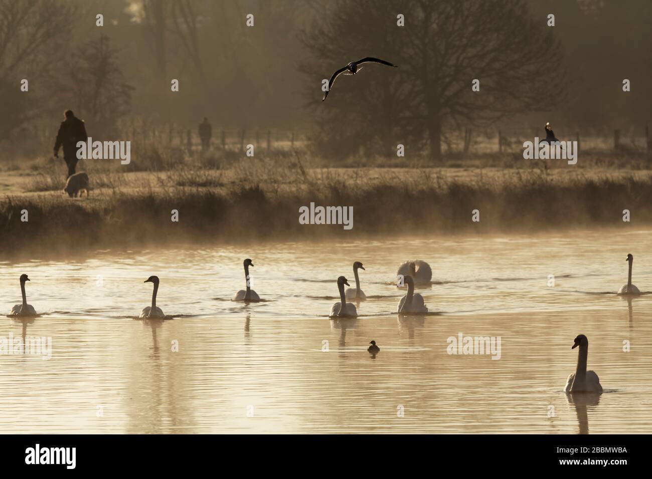 Sudbury meadows, Suffolk. Early morning walk beside the river stour. Stock Photo