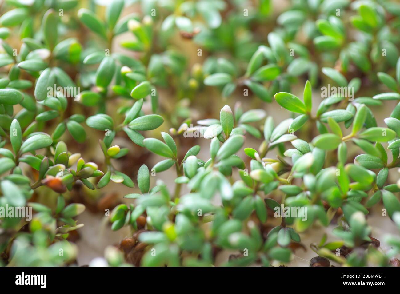 Fresh grown watercress, ready for harvest, herb, macro image, food