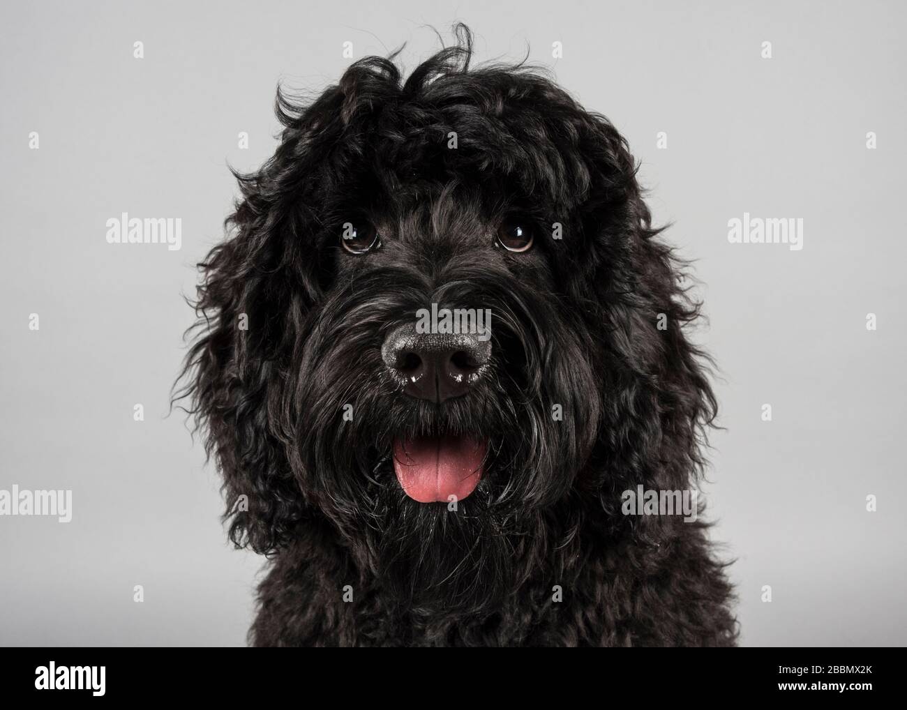 Portrait of a black Australian labradoodle Stock Photo - Alamy