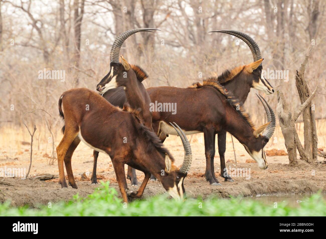 Female sable antelopes drinking and watching out in Malawi Stock Photo