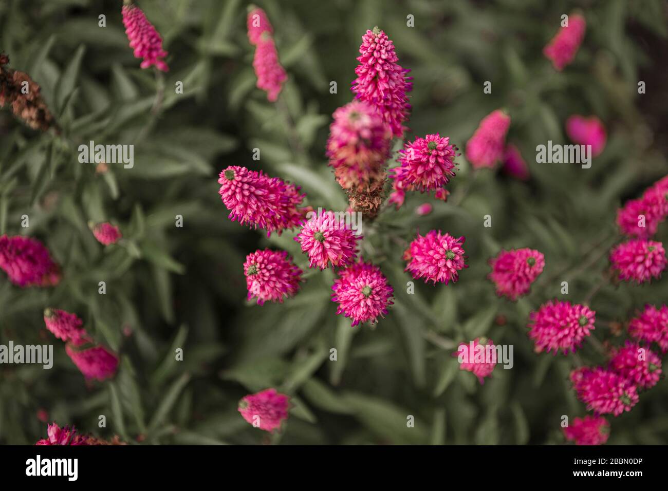 Pink flowers background. First love perennial plant. Top view nature texture. Pink and green natural background. Lithuania, Klaipeda. Stock Photo