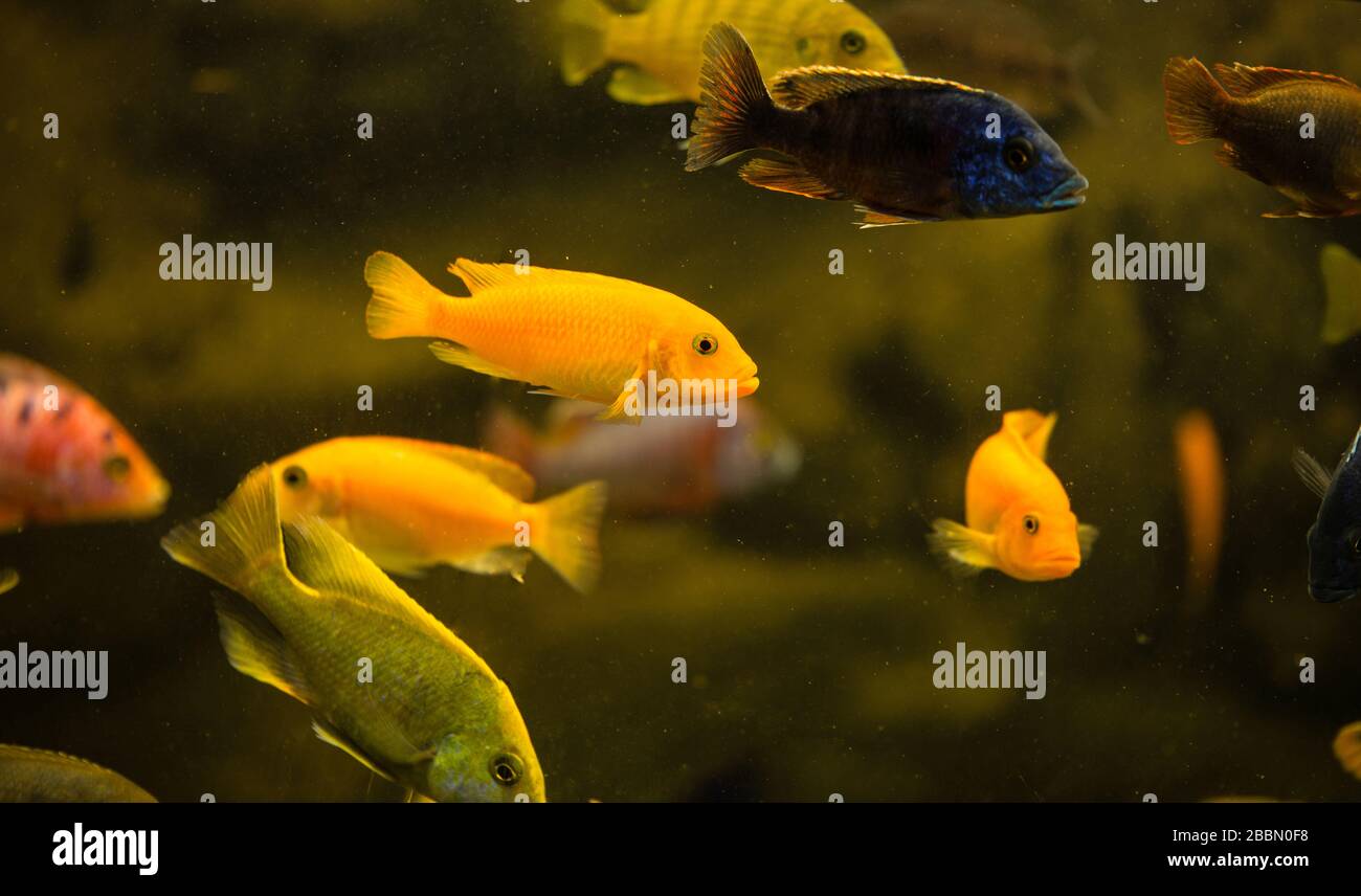 Colorful mbuna cichlids swimming in aquarium ,focus on red zebra cochlid Stock Photo