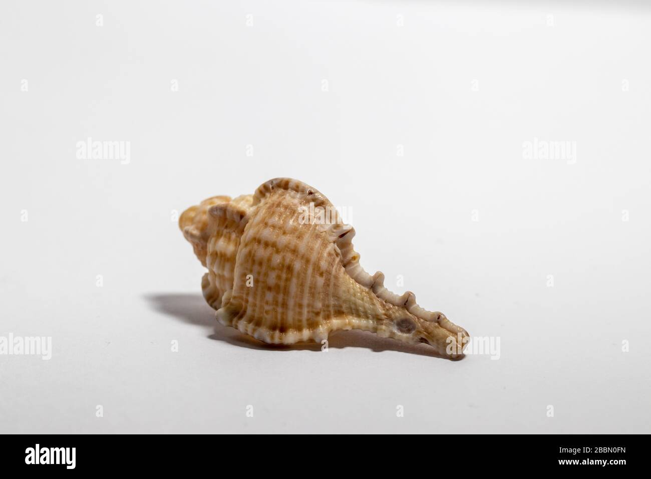 Close-up of a shell of Bolinus brandaris, white background Stock Photo