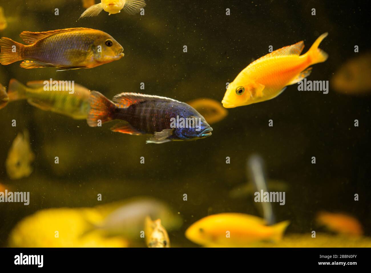 Colorful african chiclids swimming ,focus on protomelas Stock Photo