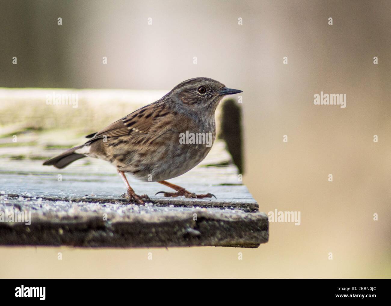 UK Wildlife, sparrow on a frosty morning. Carsington, Derbyshire, England Stock Photo