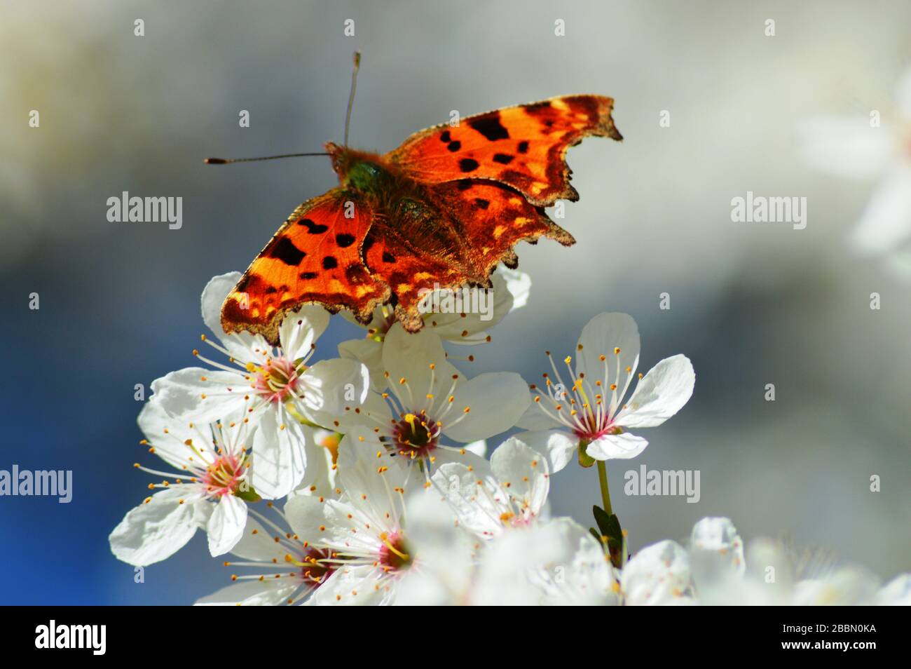 English country garden plants. Comma butterfly on white blossom. Towcester, Northamptonshire, UK Stock Photo