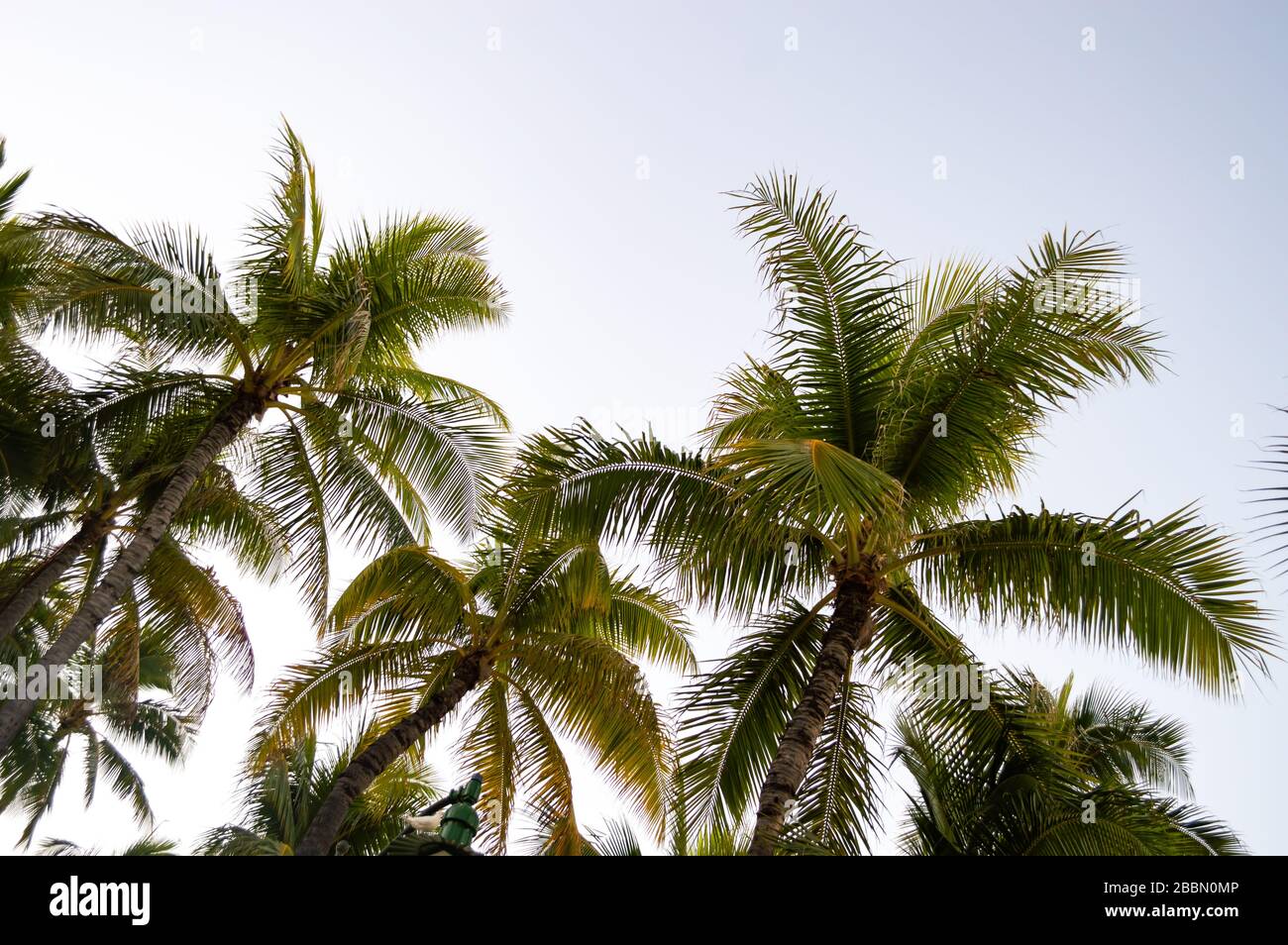 Below palm trees hi-res stock photography and images - Alamy