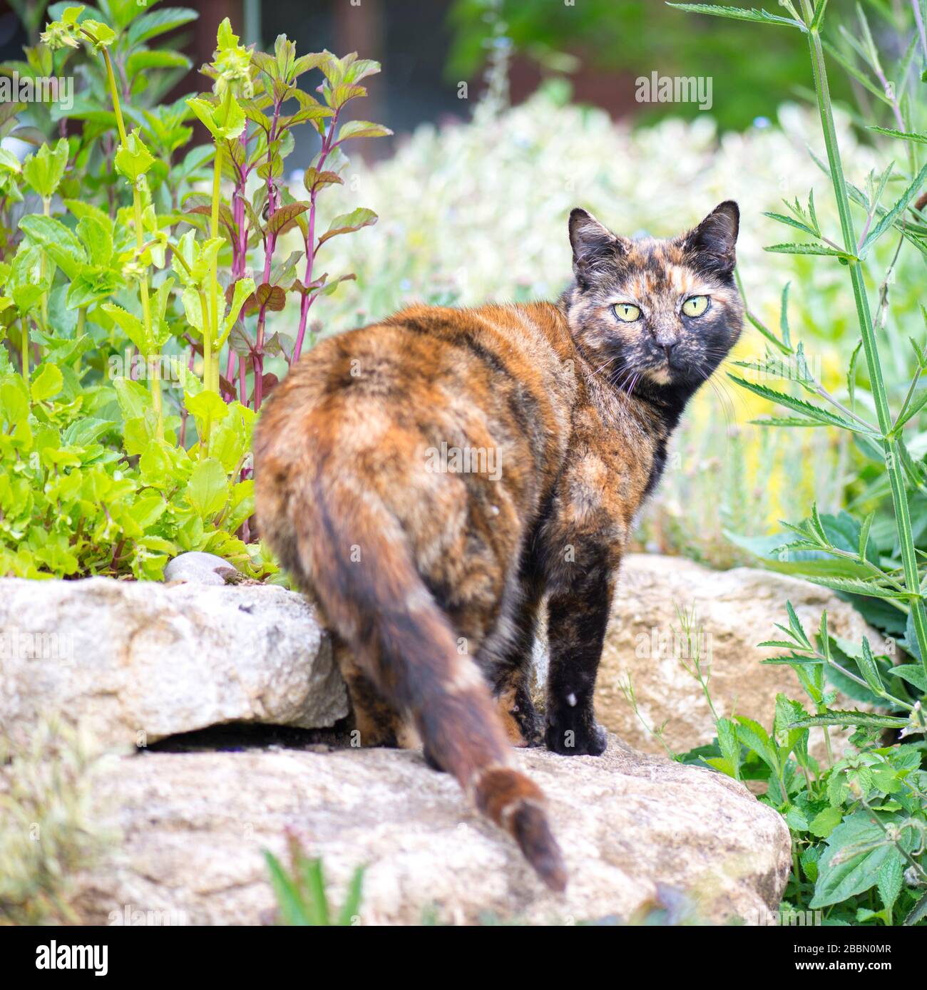 Unusual coloured tabby cat in a garden rockery in Northamptonshire, England Stock Photo