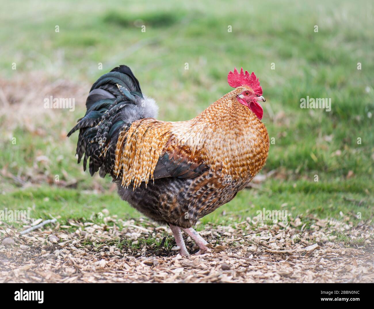 Beautiful close up of a cockerel at a farm in Norfolk, England Stock Photo