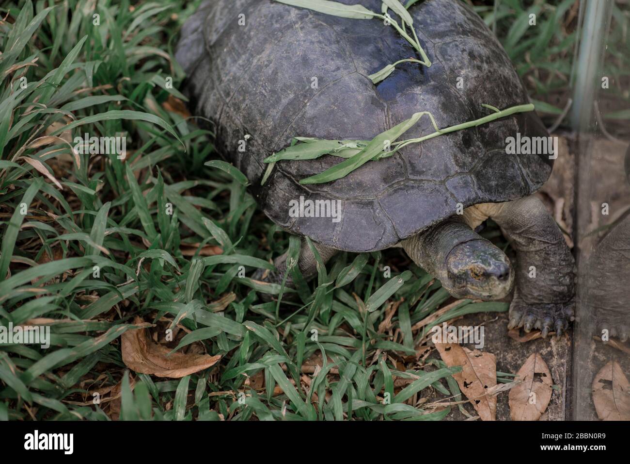 Huge turtle on the grass in the Vinpearl Safari Park, Phu Quoc island, Vietnam. Stock Photo