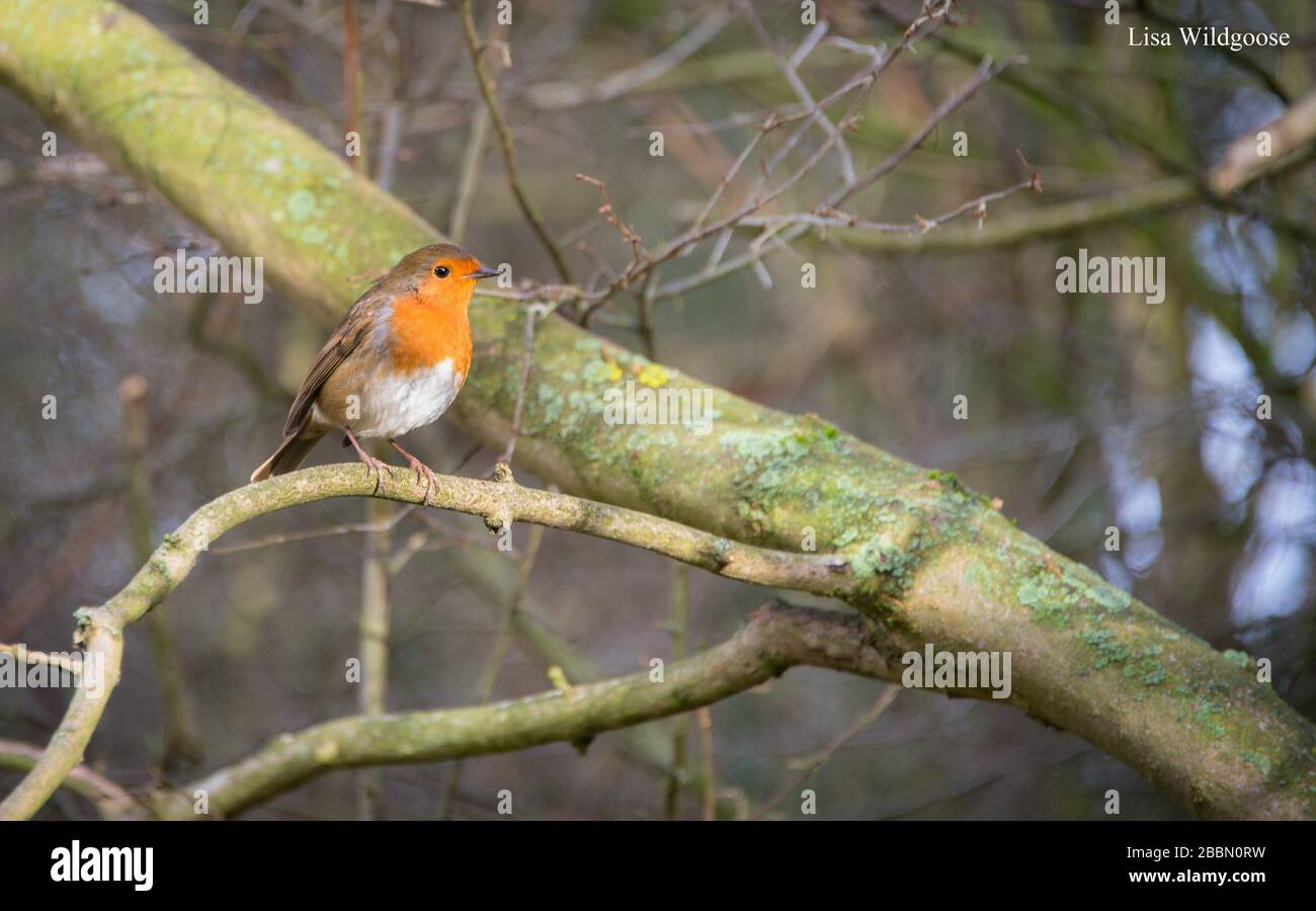 UK Wildlife, robin in natural surroundings. Towcester, Northamptonshire, England Stock Photo
