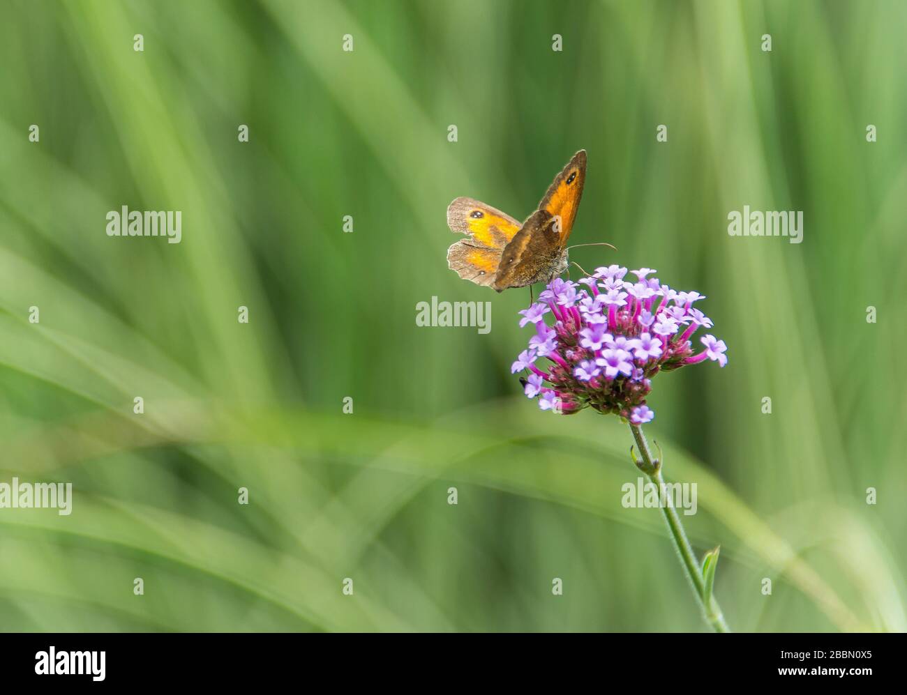 English country garden plants. Gatekeeper butterfly on purple verbena. Towcester, Northamptonshire, UK Stock Photo