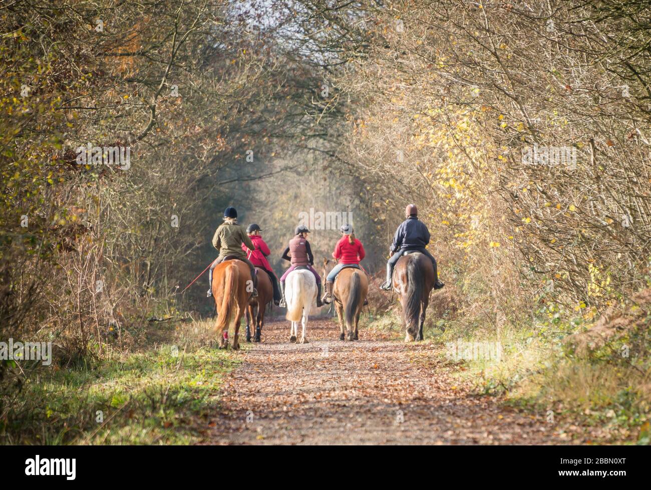 Five horse riders, riding through a forest in England, Silverstone, UK Stock Photo