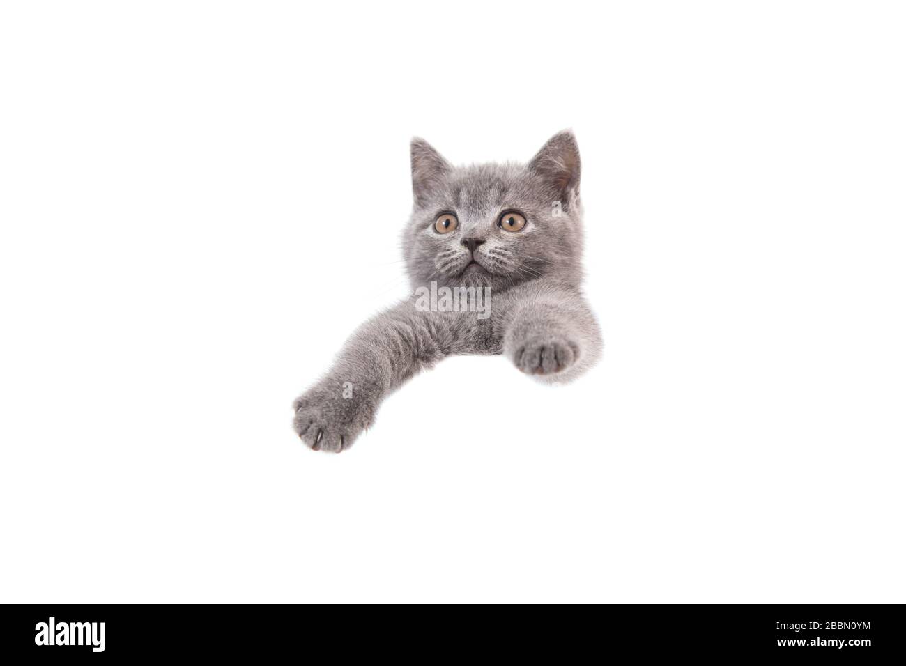 Kitten British blue gray on white background. Cat peeking from behind